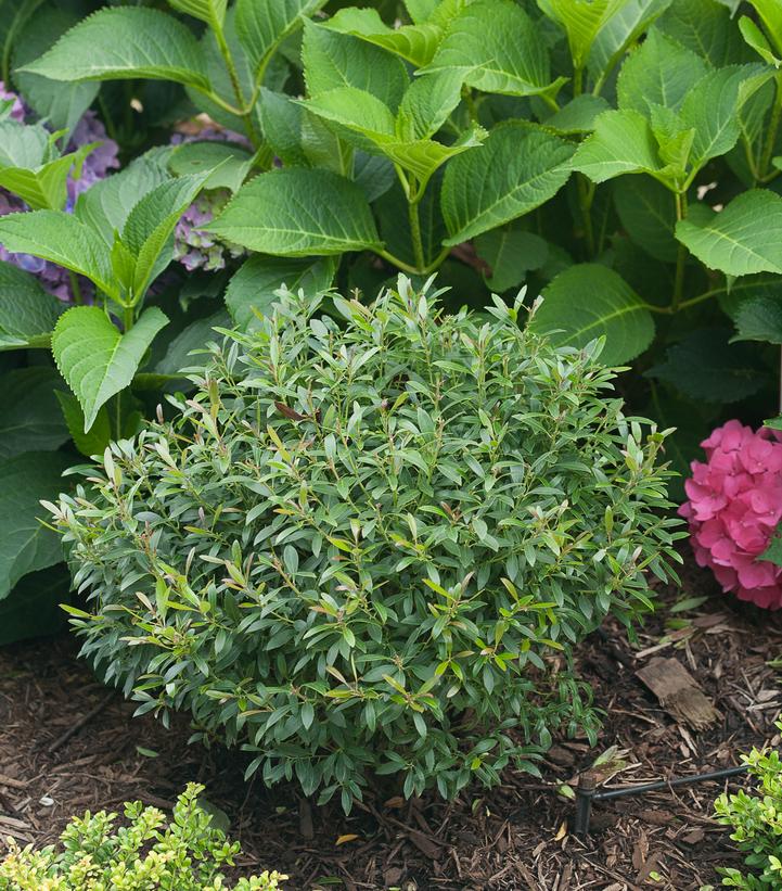 Ilex glabra Gem Box®