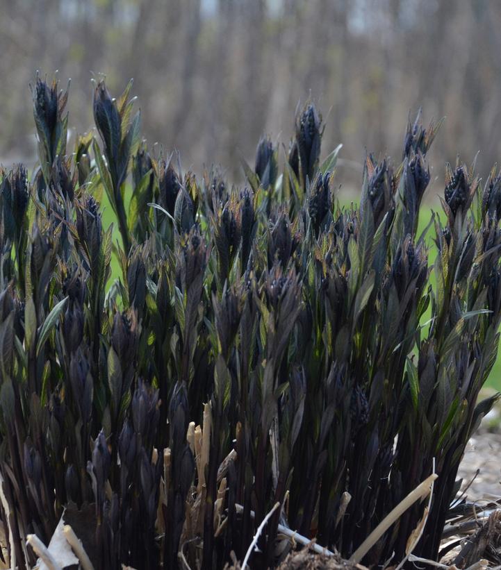 Amsonia tabernaemontana Storm Cloud