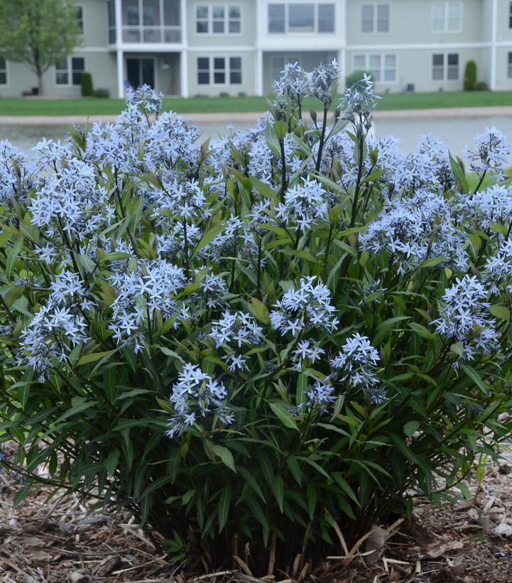 Amsonia tabernaemontana Storm Cloud