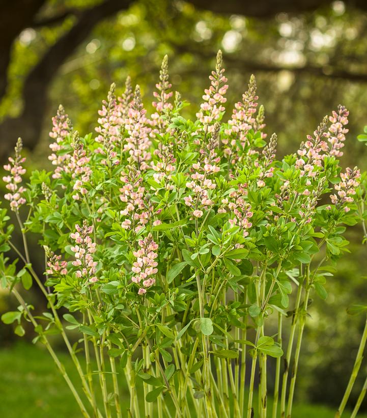 Baptisia hybrid Decadence® Decadence® Pink Truffles