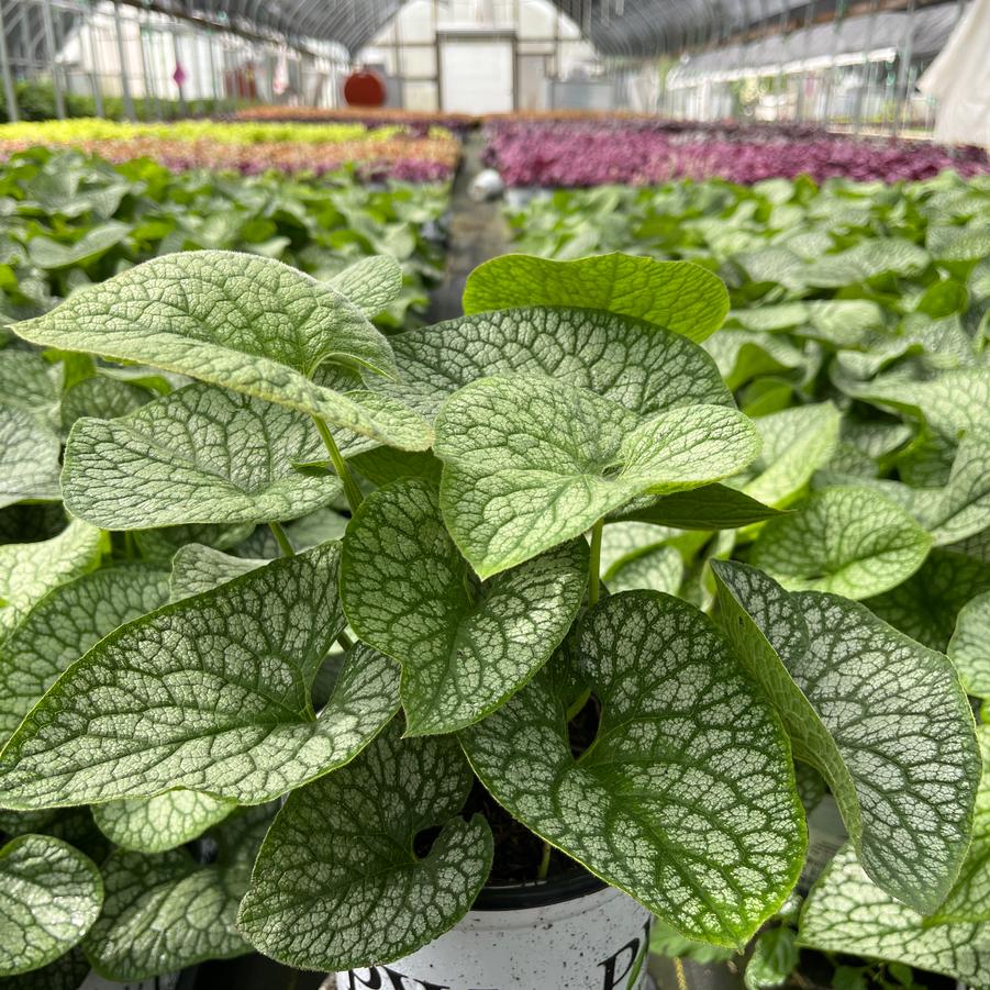 Brunnera macrophylla 'Jack of Diamonds'