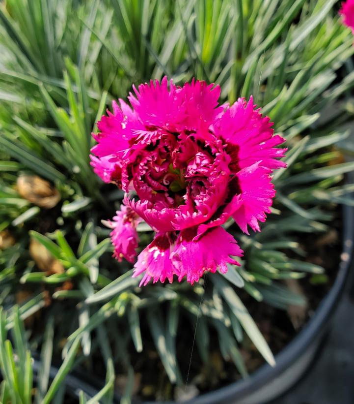 Dianthus hybrid Fruit Punch® 'Spiked Punch'