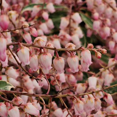 Pieris jap. Pink Frost