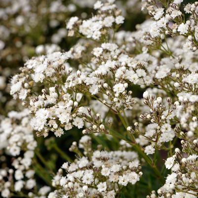 Gypsophila paniculata FESTIVAL STAR®