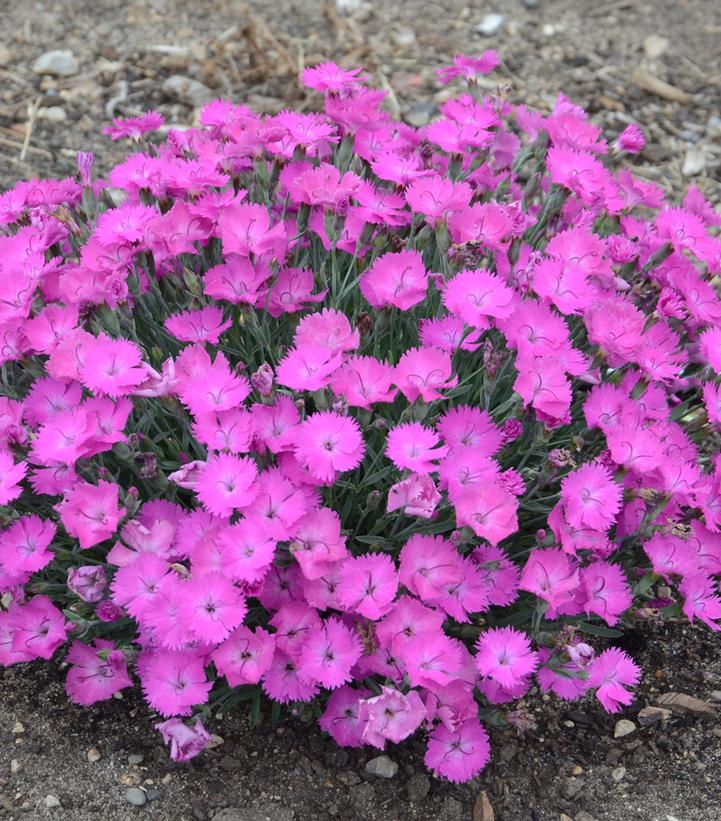 Dianthus hybrid Paint the Town Fuchsia