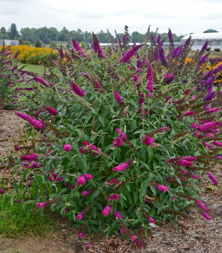 Buddleia Monarch® 'Queen of Hearts'