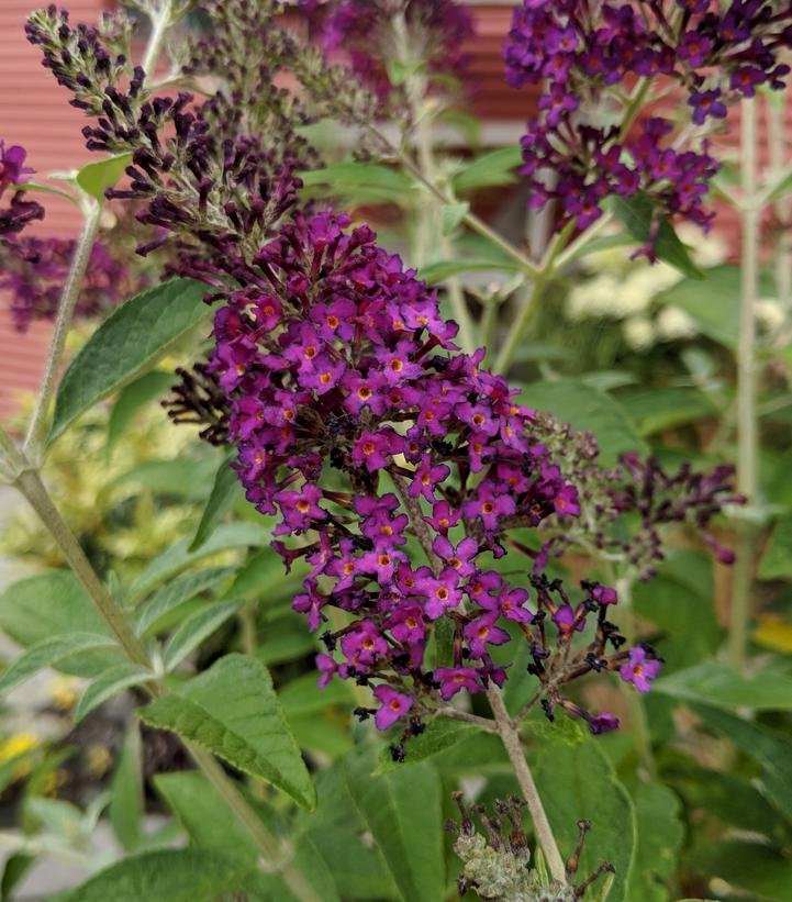 Buddleia Monarch® Dark Dynasty