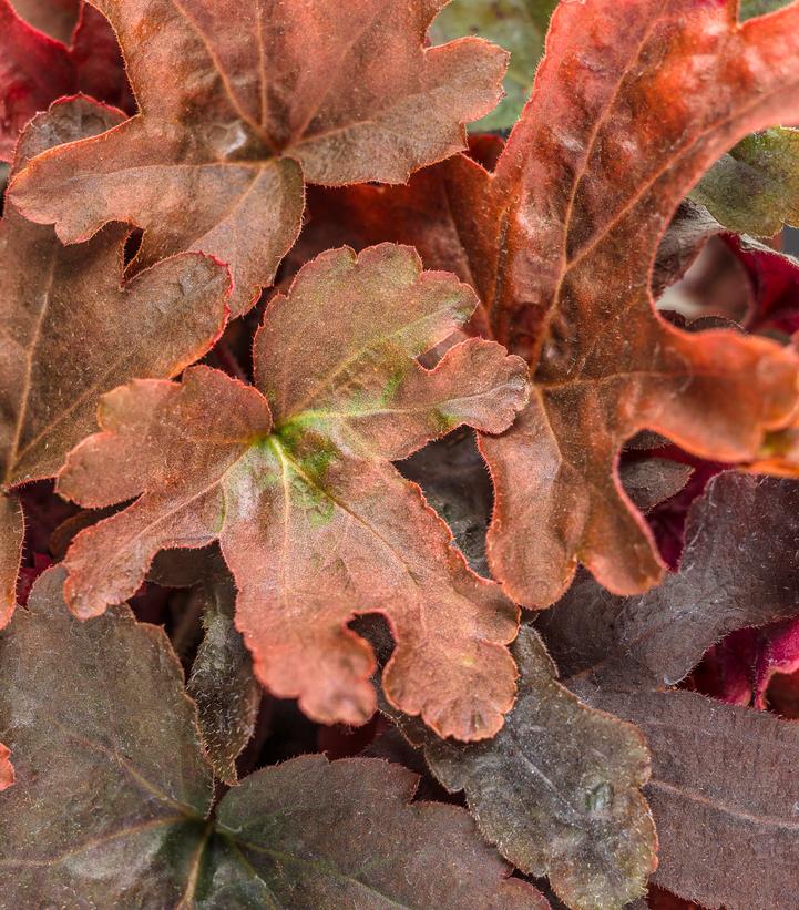 Heucherella hybrid Fun and Games® Fun and Games® Red Rover