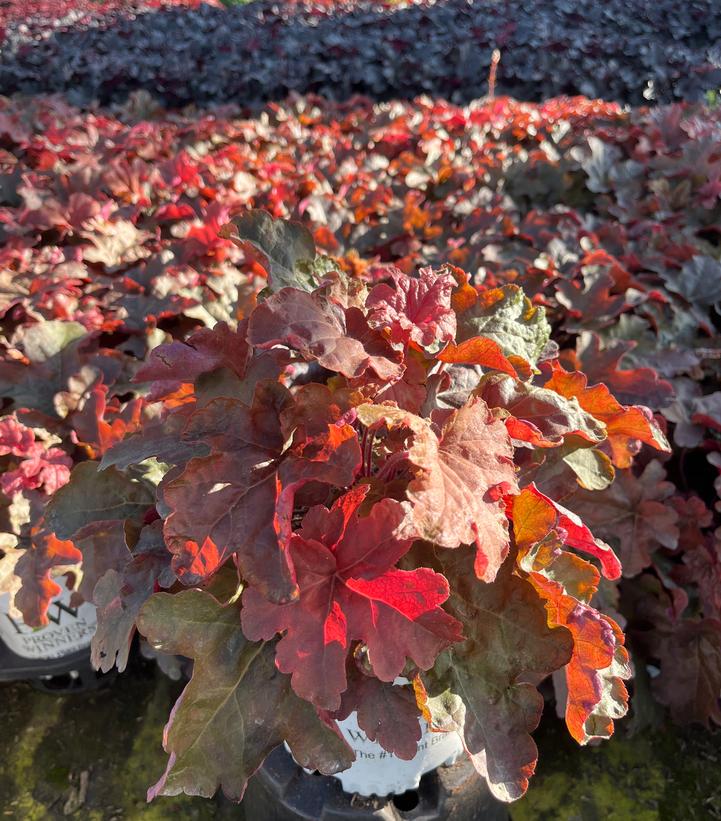 Heucherella hybrid Fun and Games® Fun and Games® Red Rover