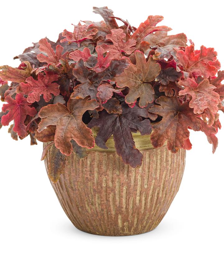 Heucherella hybrid Fun and Games® Fun and Games® Red Rover