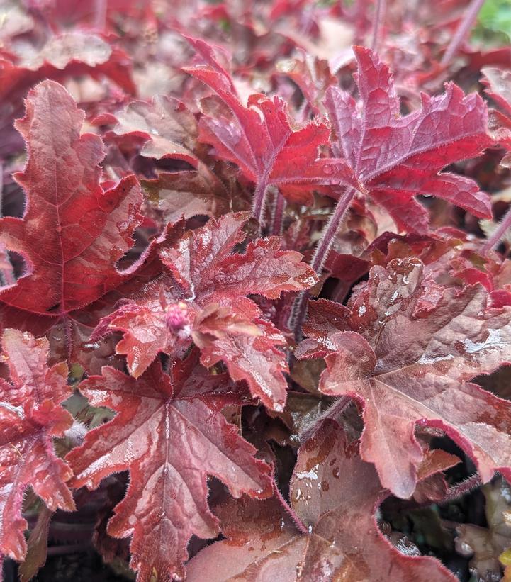 Heucherella hybrid Fun and Games® Fun and Games® Red Rover