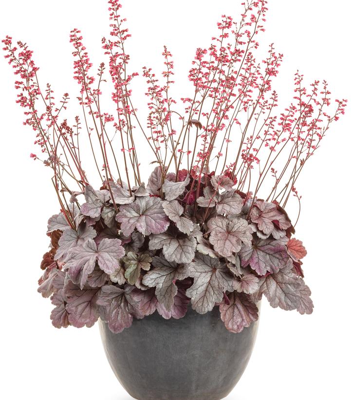 Heuchera hybrid Dolce® Dolce® Silver Gumdrop