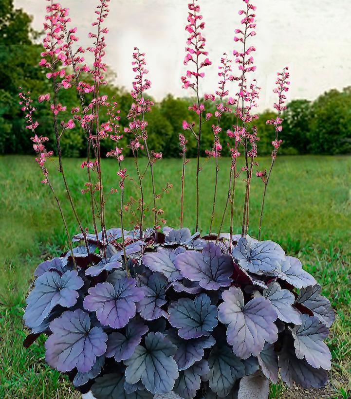 Heuchera hybrid Dolce® Dolce® Silver Gumdrop