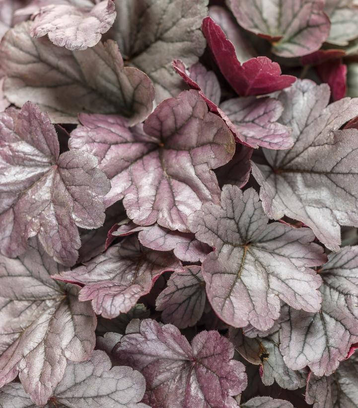 Heuchera hybrid Dolce® Dolce® Silver Gumdrop