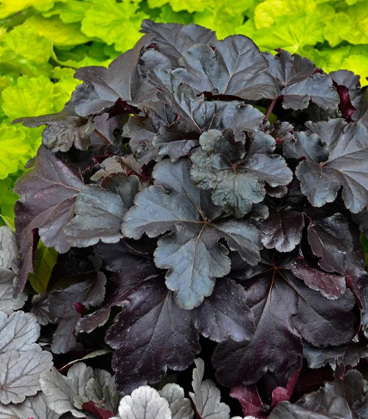 Heuchera hybrid Primo® Black Pearl