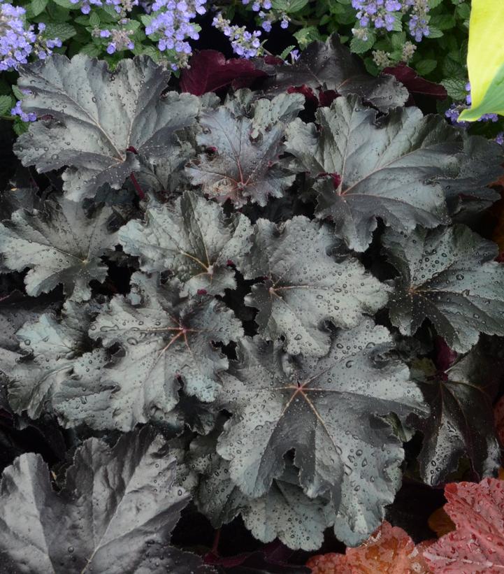 Heuchera hybrid Primo® Black Pearl