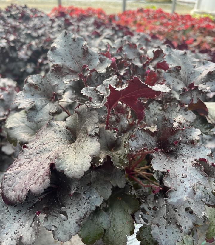 Heuchera hybrid Primo® Black Pearl