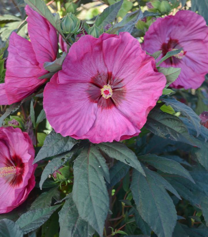 Hibiscus hybrid Summerific® Berry Awesome