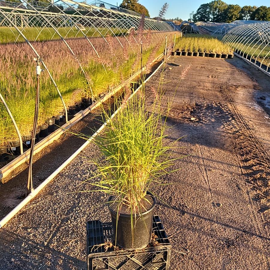 Pennisetum orientale Karley Rose