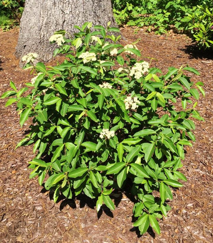 Viburnum cassinoides NativeStar® Raisinette