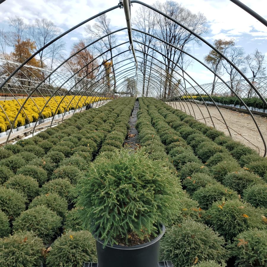 Thuja Mr. Bowling Ball®