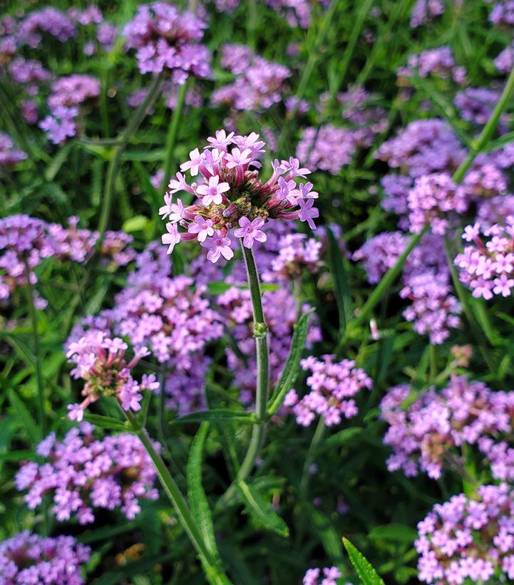 Verbena bonariensis 'Lollipop'