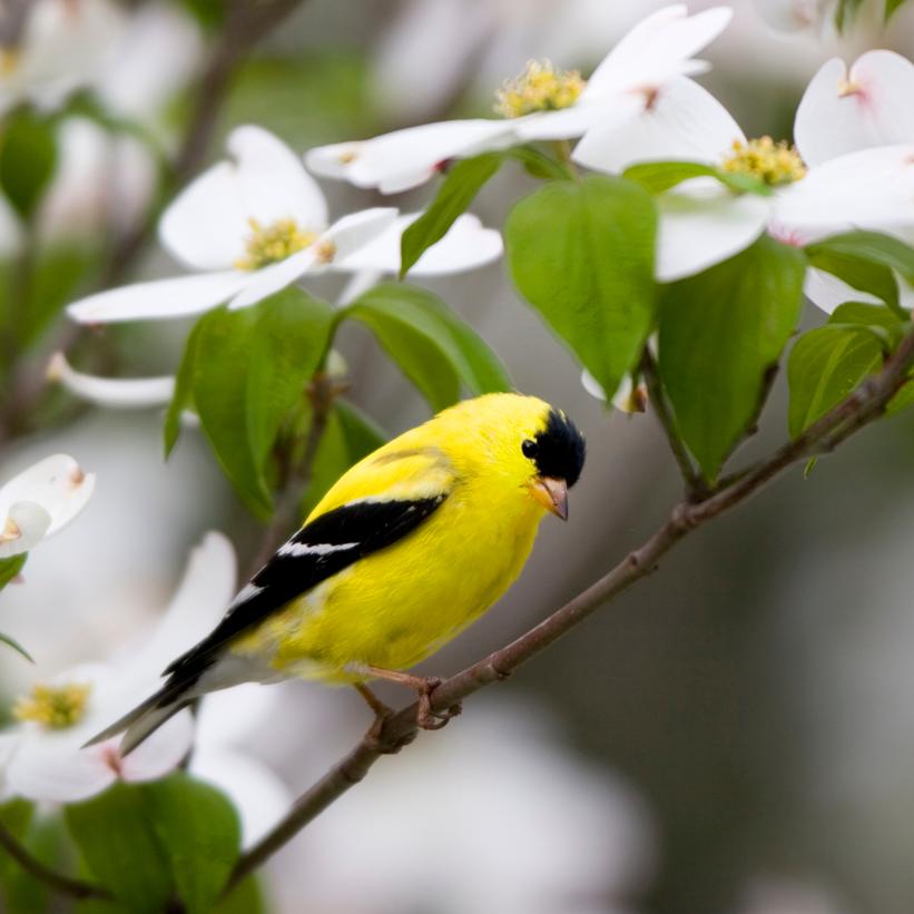 Cornus florida 