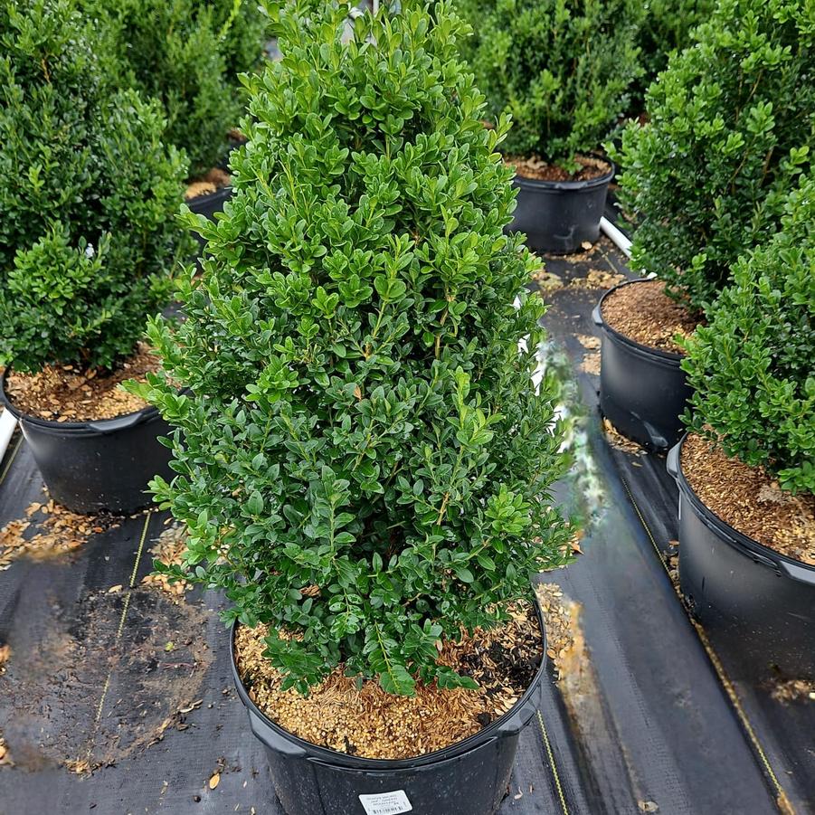 Buxus microphylla var. japonica Green Mountain