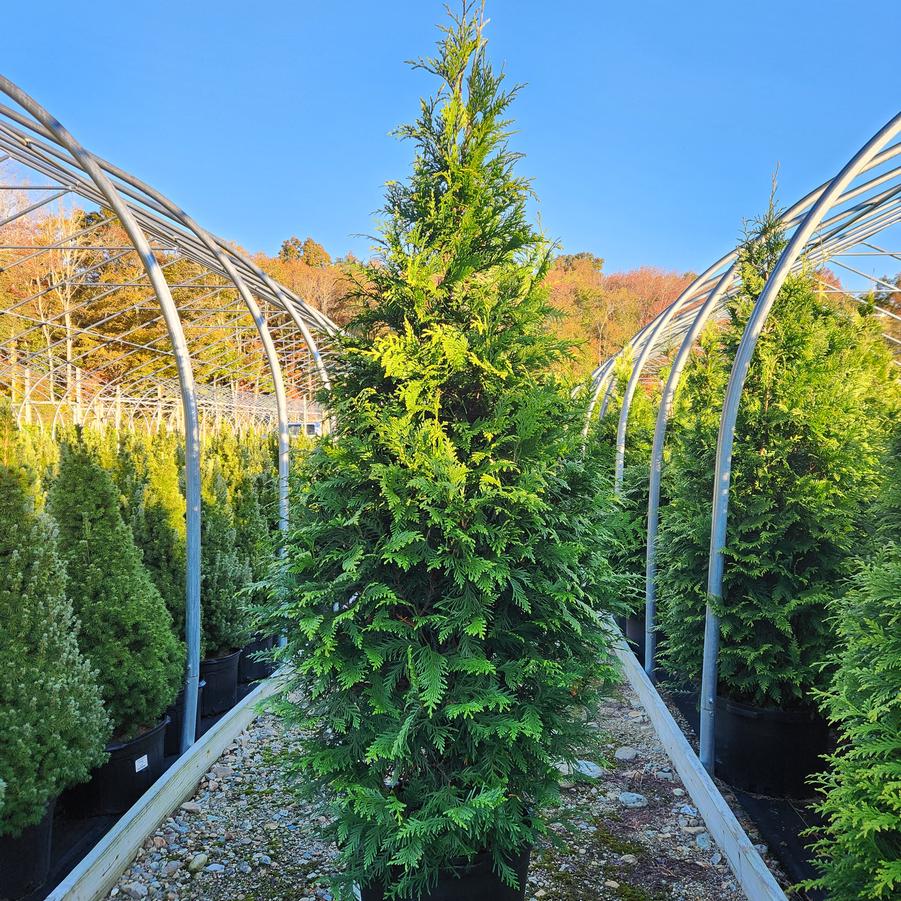 Thuja X 'Green Giant'