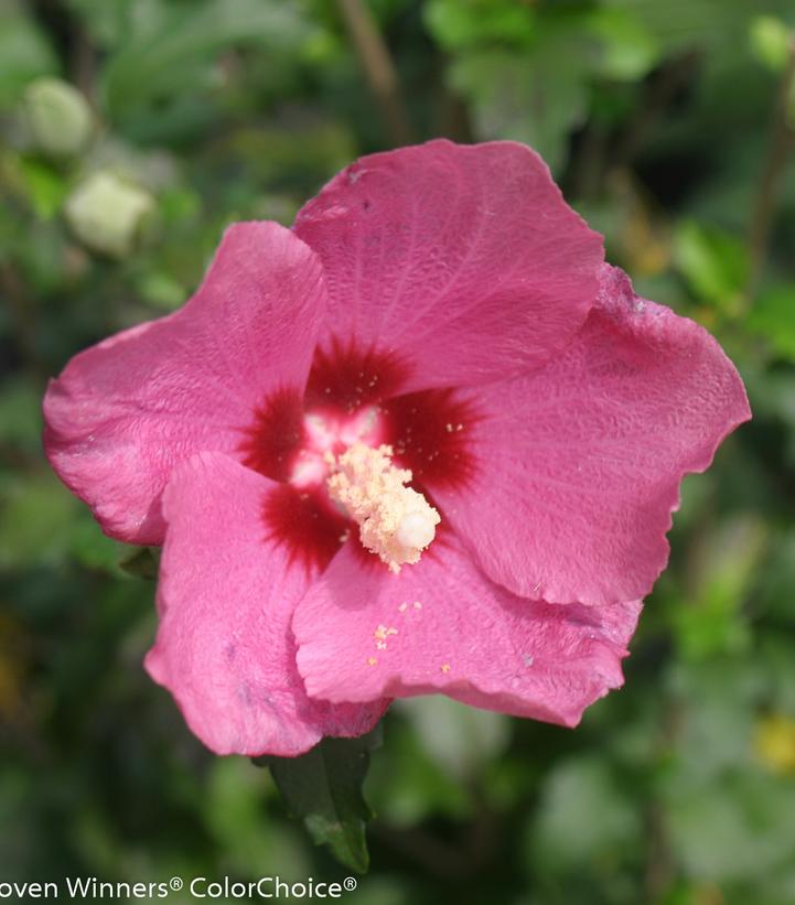 Hibiscus syriacus Lil' Kim® Lil' Kim® Red