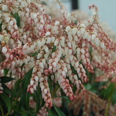 Pieris jap. 'Dorothy Wycoff'