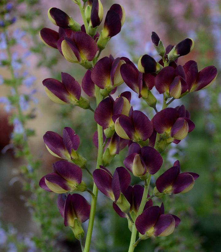 Baptisia 'Grape Taffy'