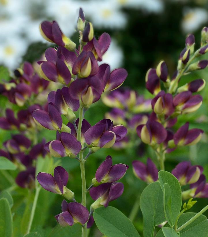 Baptisia 'Grape Taffy'