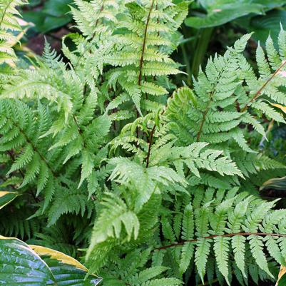 Athyrium filix femina Lady in Red