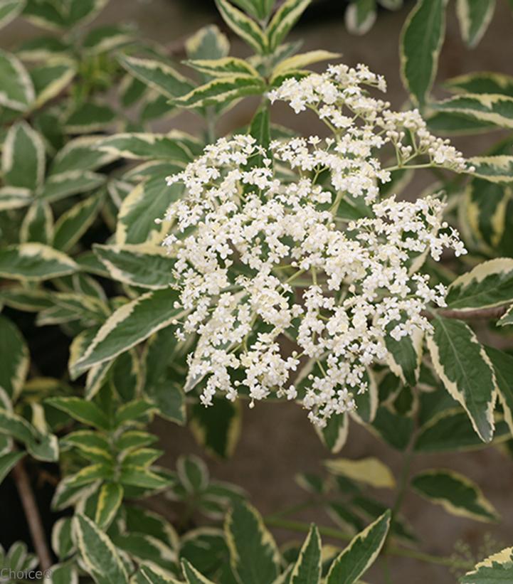 Sambucus nigra Instant Karma®