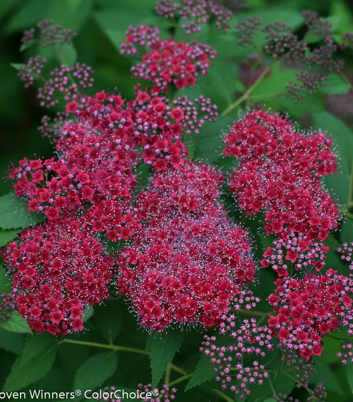 Spiraea jap. Double Play® Double Play® Red