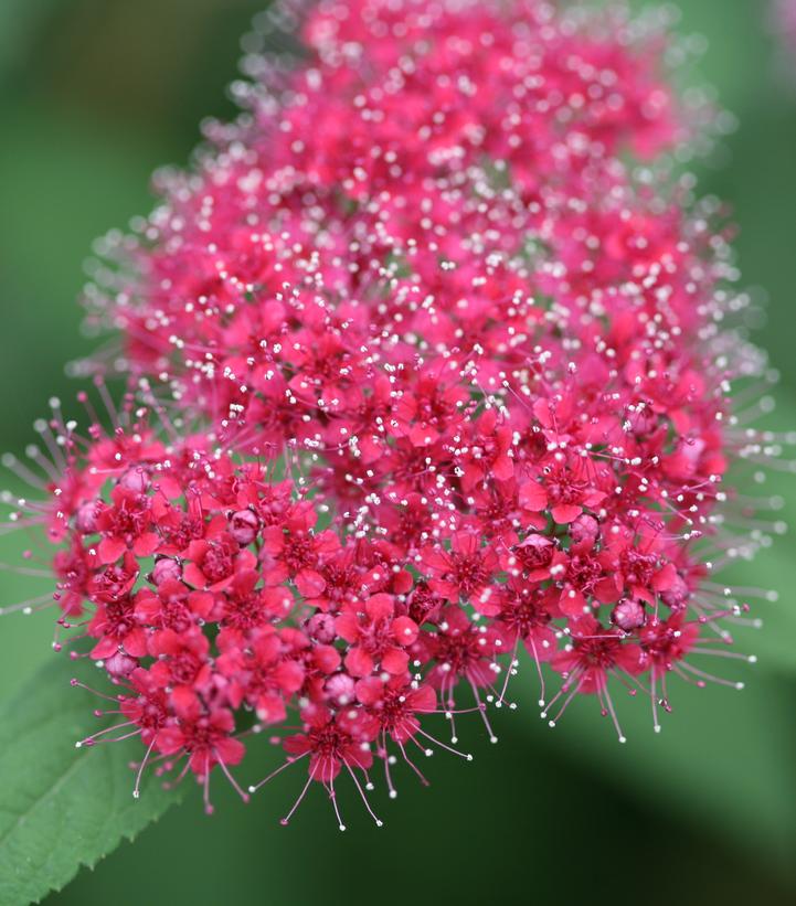 Spiraea jap. Double Play® Double Play® Red