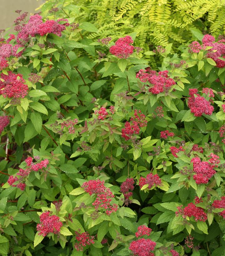 Spiraea jap. Double Play® Double Play® Red