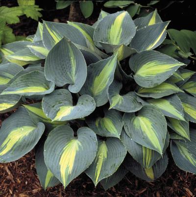 Hosta 'Touch of Class'