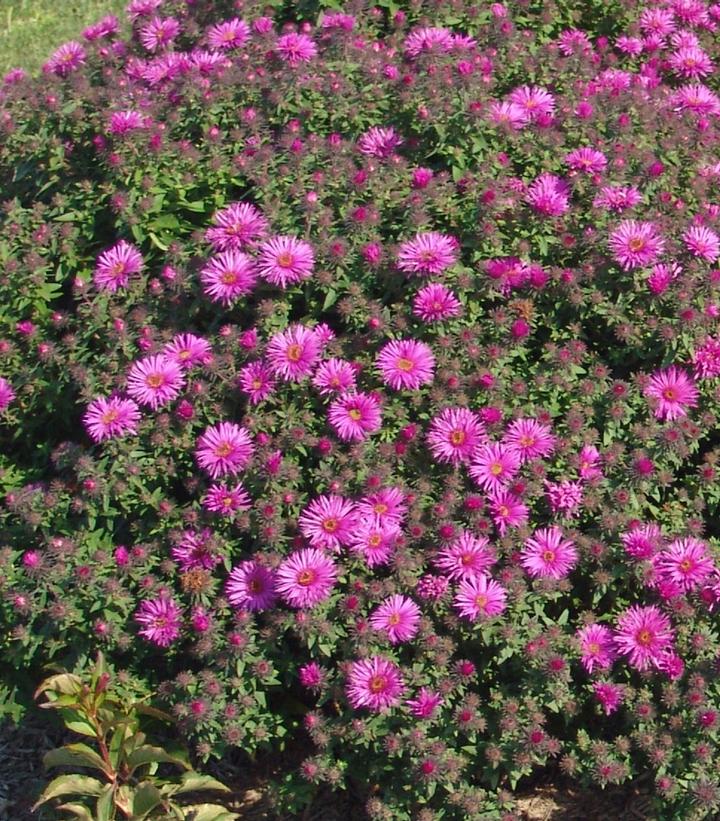 Aster novae-angliae Vibrant Dome