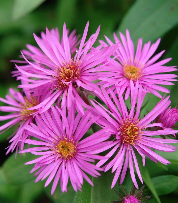 Aster novae-angliae Vibrant Dome