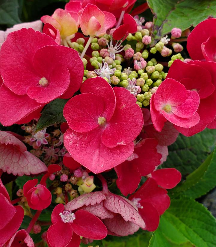 Hydrangea mac. Cherry Explosion™