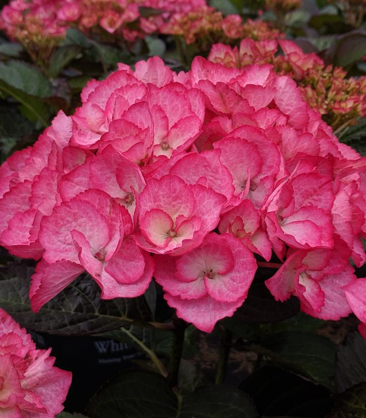 Hydrangea mac. 'Firefly'