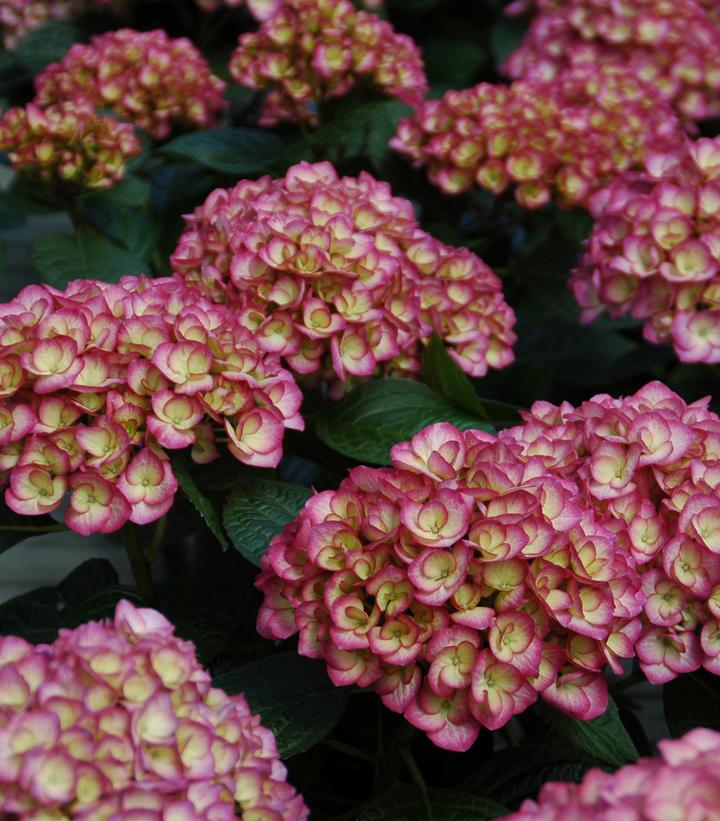 Hydrangea mac. 'Firefly'