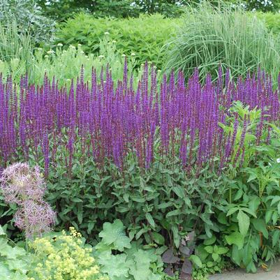 Salvia nemorosa Caradonna