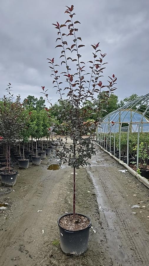 Malus X Royal Raindrops®