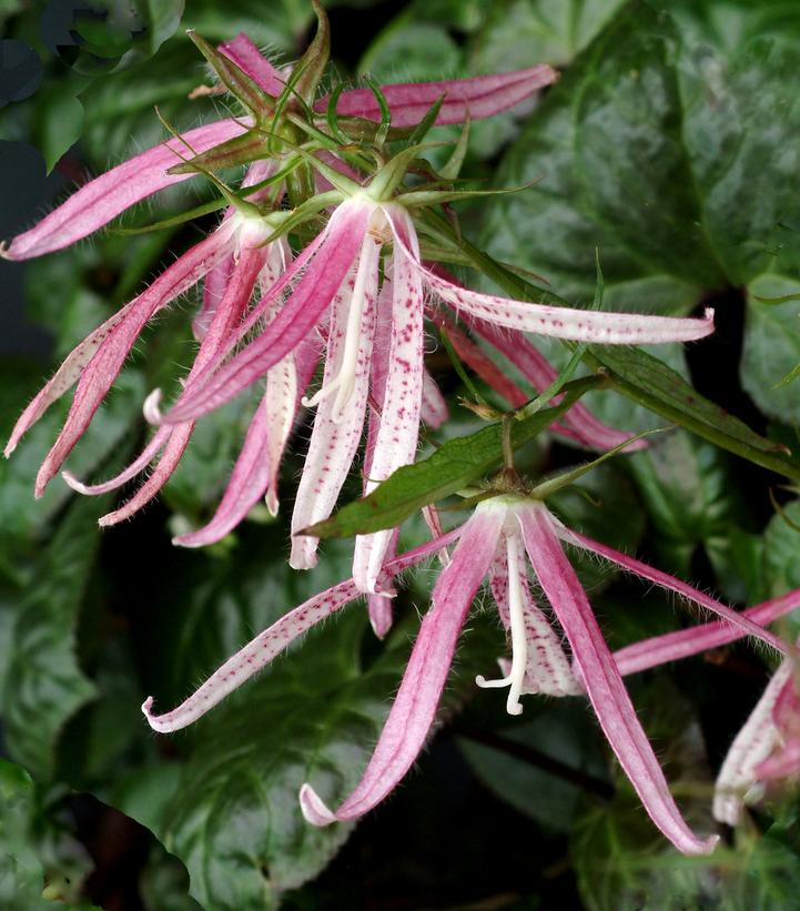 Campanula 'Pink Octopus'