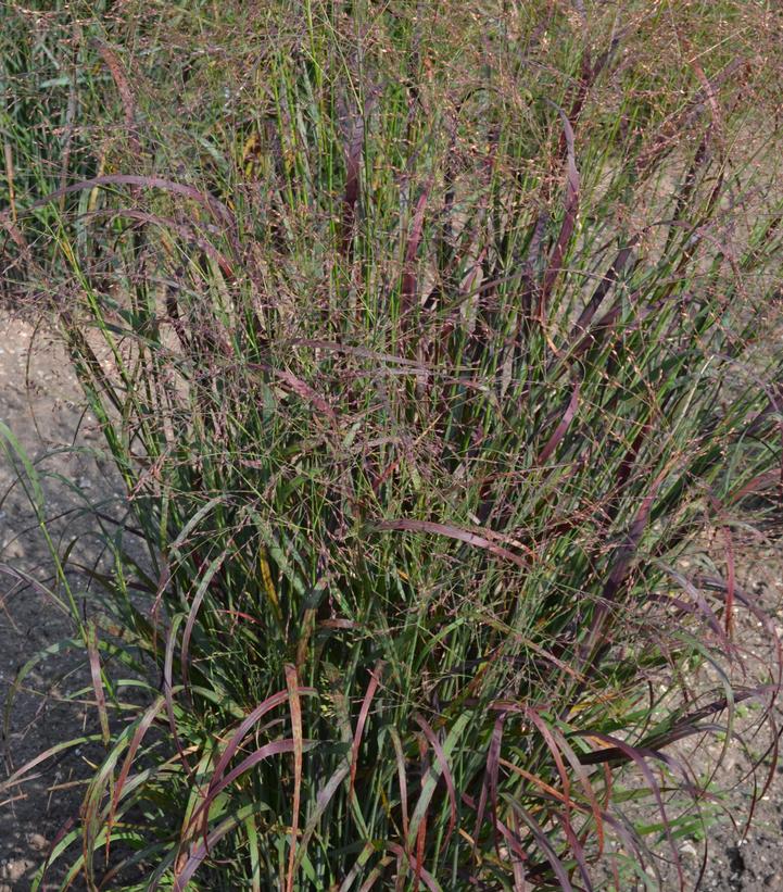 Panicum virgatum 'Red Flame'