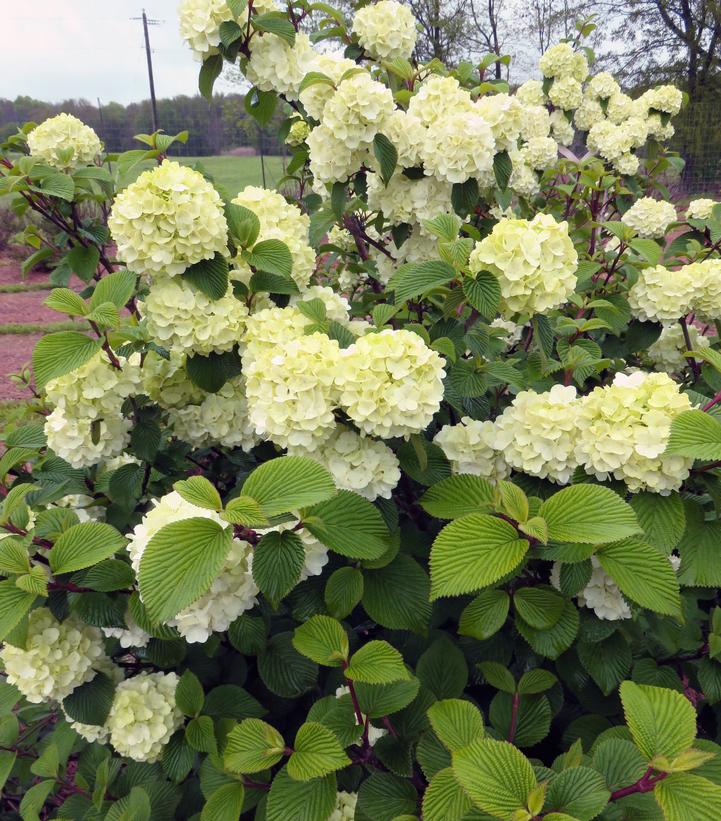 Viburnum plicatum Opening Day™