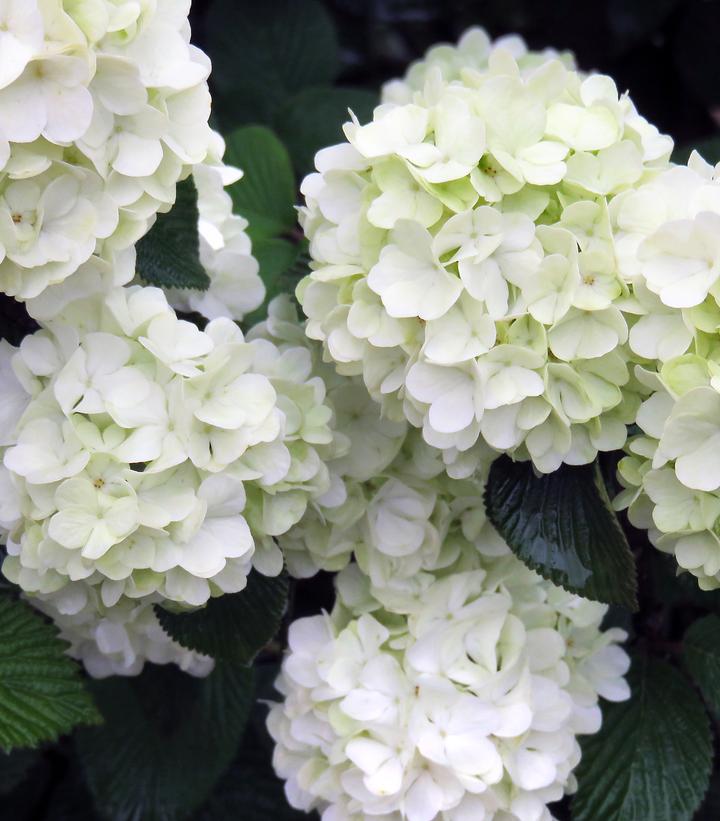 Viburnum plicatum Opening Day™